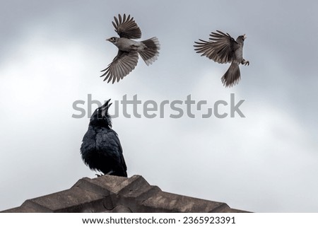 Two Noisy Miners (Manorina melanocephala) swooping on an Australian Raven (Corvus coronoides) atop the roof of a building. The Noisy Miners are fiercely territorial.