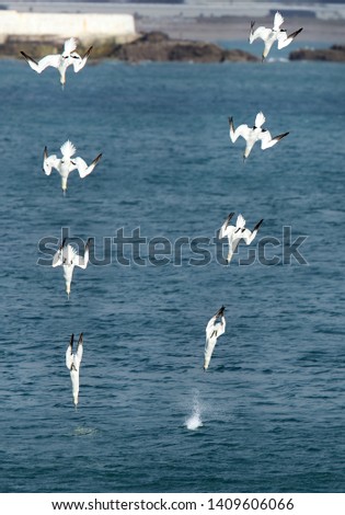 Two Northern Gannets diving almost synchronously off Penzance, Cornwall, UK. Sequence (about 0.1 sec intervals)  photomontaged.