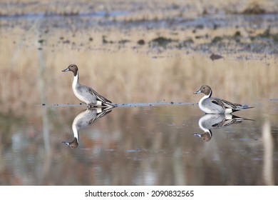 Two Northern Pintails Pose On The Glassy Surface Of A Pond