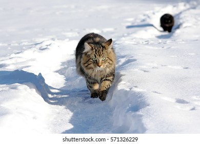 Two Norwegian Forest Cats Have Fun In The Snow