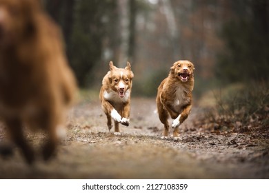 Two Nova Scotia Duck Tolling Retriever Dogs Running In The Forest Toward Camera. Crazy Faces