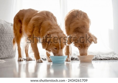 Two Nova Scotia Retriever Dogs Are Drinking From Bowls At Home