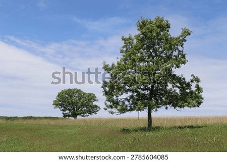 Two oak trees isolated in a field at the Poplar Creek Prairie at Carl R. Hansen Woods in Hoffman Estates, Illinois