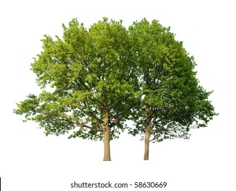 21,352 Tree two trunks Images, Stock Photos & Vectors | Shutterstock