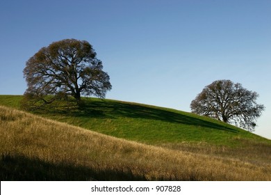 Two Oaks At Mt. Diablo State Park In California