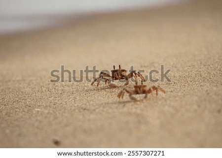 Two Ocypode cursor on sandy beach, closeup shot