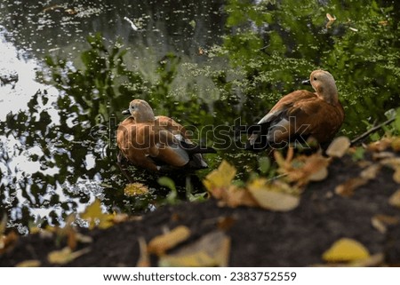 Similar – Image, Stock Photo single duck on channel in reeds