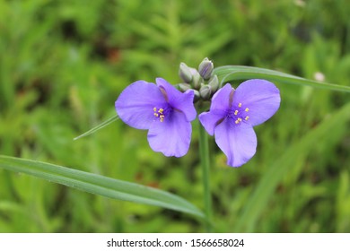 Two Ohio Spiderwort Blooms At Somme Prairie Nature Preserve In Northbrook, Illinois