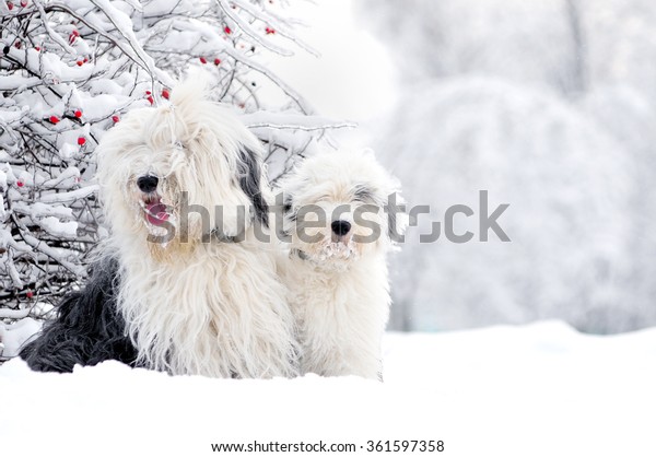 two old\
english sheepdogs sitting in winter\
meadow