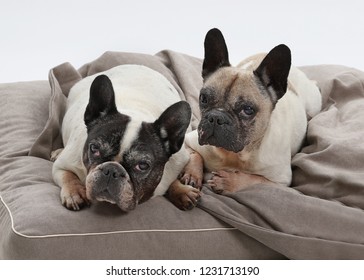 two old french bulldogs on a dog sofa, white background, studio shot