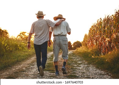 Two Old Friends.Two Senior Friends Walks Trough Corn Field On Sunset.