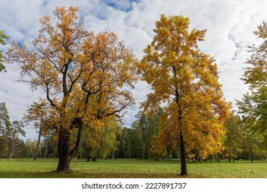 Two old tulip trees of species Liriodendron tulipifera with bright autumn leaves growing on a big lawn edge in the park - Shutterstock ID 2227891737