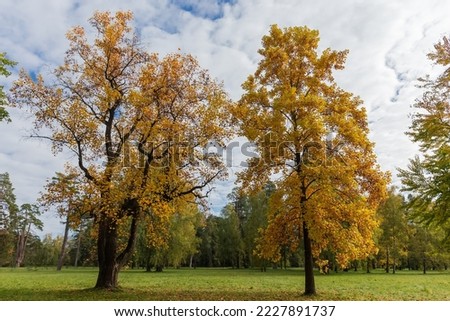 Two old tulip trees of species Liriodendron tulipifera with bright autumn leaves growing on a big lawn edge in the park
