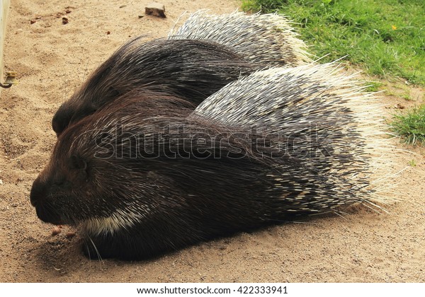 Two Old World Porcupines Stock Photo 422333941 | Shutterstock