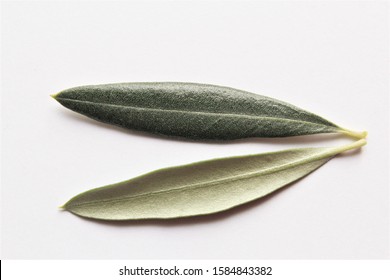 Two olive leaf horizontal photo isolate white background top view 