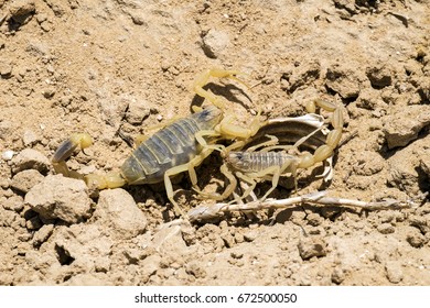 Two Omdurman Scorpions Find Out The Relationship (Leiurus Quinquestriatus)