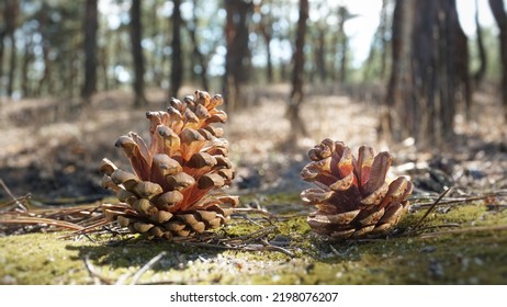 Two open red cones stand on moss, on the ground in the forest