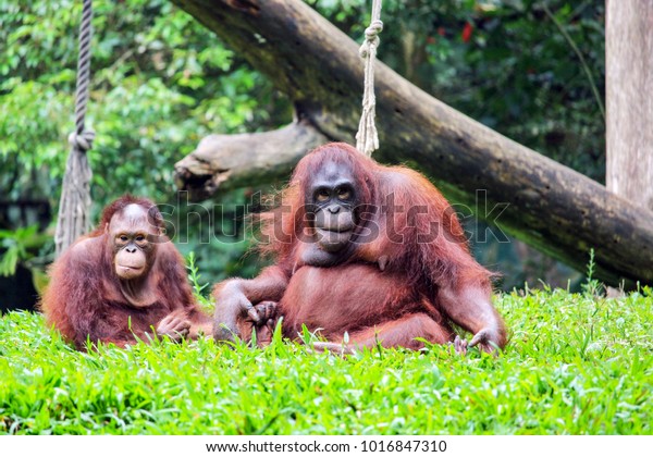 Two Orang Utan Captured These Apes Stock Photo Edit Now