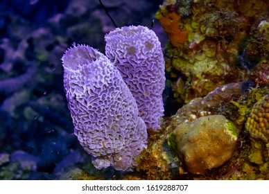 Azure Vase Sponge Callyspongia Plicifera Images Stock Photos