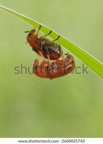 Two orange beetles mating on a vibrant green leaf, showcasing insect life in nature.