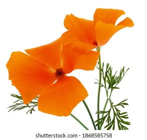 Two orange escholzia isolated on a white background.