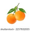 orange tree isolated