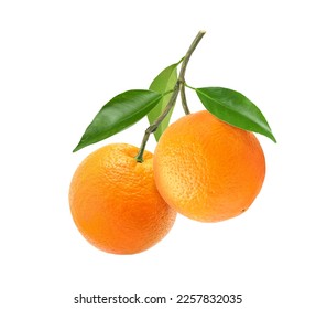 Two orange fruits hanging with branch isolated on white background. Clipping path.