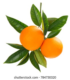 Two Orange Fruits Hanging On A Branch Of Orange Tree With Green Leaves, Isolated On White Background.