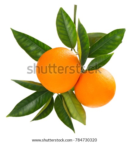 Two orange fruits hanging on a branch of orange tree with green leaves, isolated on white background.
