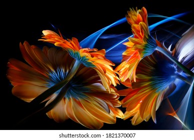 Two orange gerbera flowers and their reflections in a crooked mirror, as well as improvisation with colorful light in the black background - Shutterstock ID 1821370007