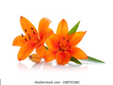 Two Orange Lily. Isolated On White Background