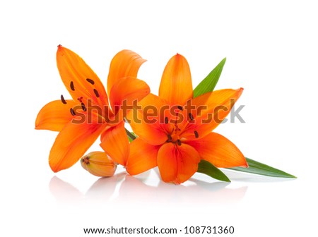 Two orange lily. Isolated on white background