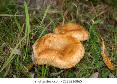 Two orange mushrooms growing in green grass in a forest on an autumn day. Concept of wild mushrooms, nature exploration and seasonal foraging in the woods - Powered by Shutterstock