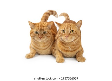 Two orange tabby cats lying down together on white with tails touching