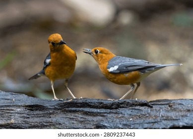Two Orange-headed Thrushes interact while perched on a weathered rainforest log.