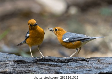 Two Orange-headed Thrushes interact while perched on a weathered rainforest log.