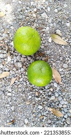 Two Oranges On The Sandy Ground