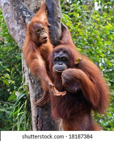  two  orangutan   in sarawak (borneo )