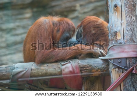 Two orangutans communicate in a zoo.