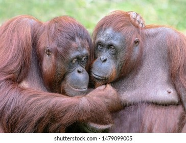 Two orangutans (pongo pygmaeus) love each other. Apelheul in the Netherlands.