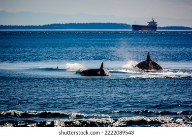 Two Orca Whales Breach The Surface With A Supertanker In The Background Near The San Juan Islands Of Washington.