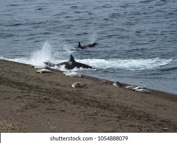 Orca Baby Images Stock Photos Vectors Shutterstock