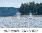 Two orcas spouting from their blowholes near a sandy beach on the puget sound