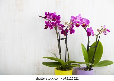 317,162 Purple Orchid Background Images, Stock Photos & Vectors ...