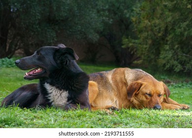 Two ordinary dogs resting on the grass. Symbol of friendship. - Shutterstock ID 2193711555