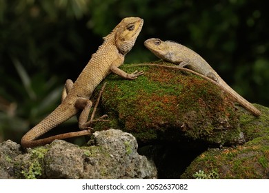 Two oriental garden lizards are sunbathing. This reptile has the scientific name Calotes versicolor.  - Shutterstock ID 2052637082