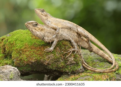 Two oriental garden lizards are sunbathing. This reptile has the scientific name Calotes versicolor.  - Shutterstock ID 2300411635