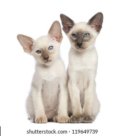 Oriental Shorthair Cat Images Stock Photos Vectors Shutterstock