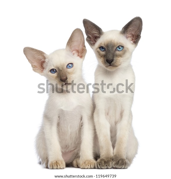 Two Oriental Shorthair Kittens 9 Weeks Stock Photo Edit Now