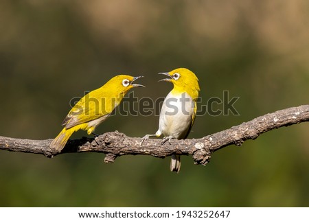 Two Oriental White eyes fighting for a better position to eat fruits in the bushy jungles on the outskirts of Bangalore
